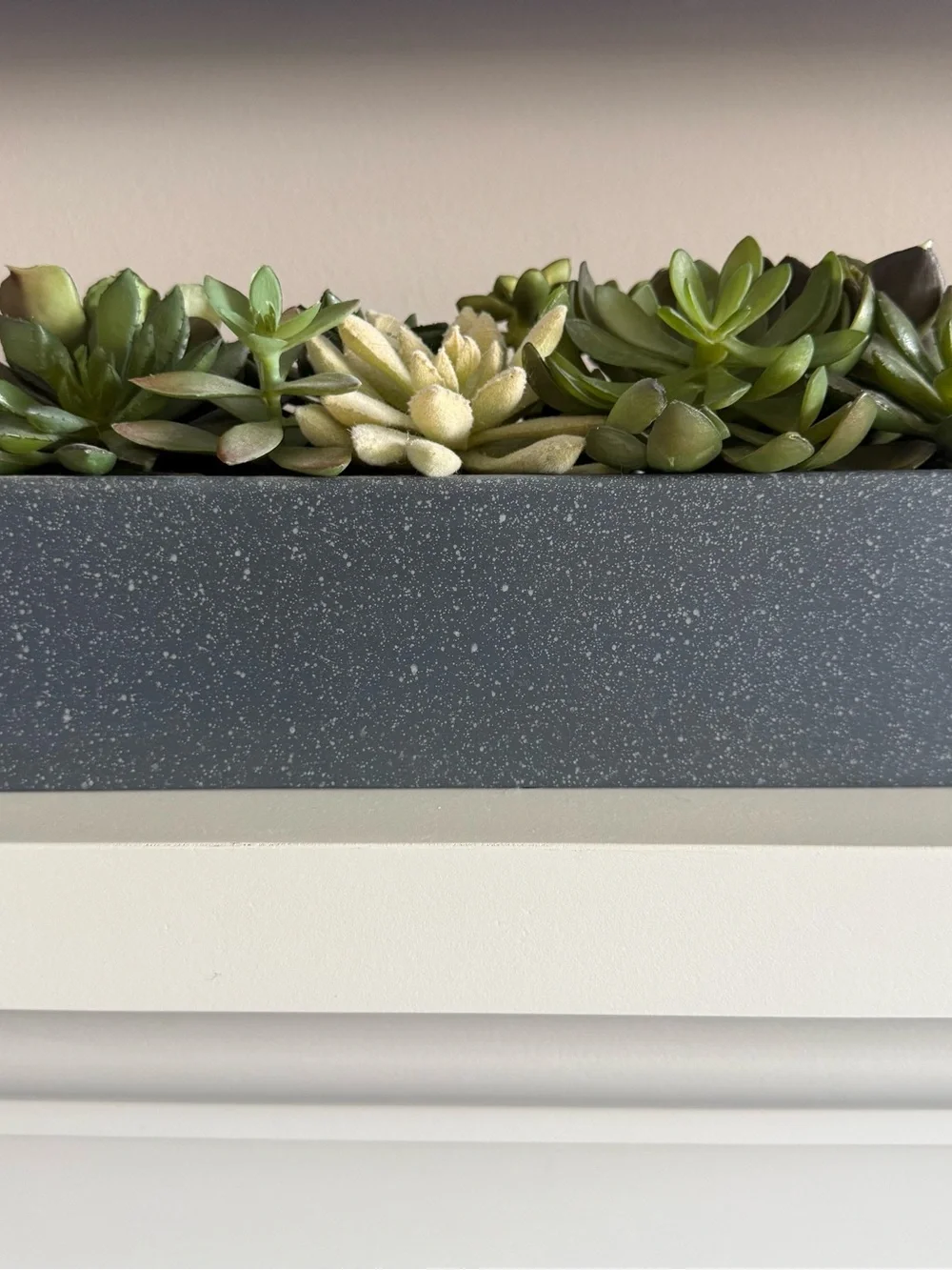 Crate and Barrel Potted Faux Succulent Arrangement in Matte Black Planter Box